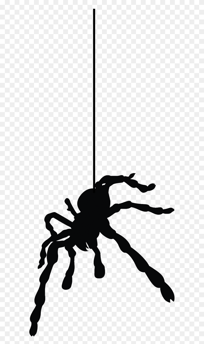 600x1352 Imagen Spider Hanging From Web, Invertebrate, Animal, Insect HD PNG Download