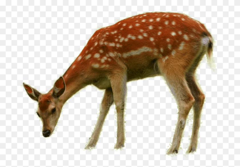 700x524 Олень Ест Траву Рисунок, Дикая Природа, Млекопитающее, Животное Hd Png Скачать
