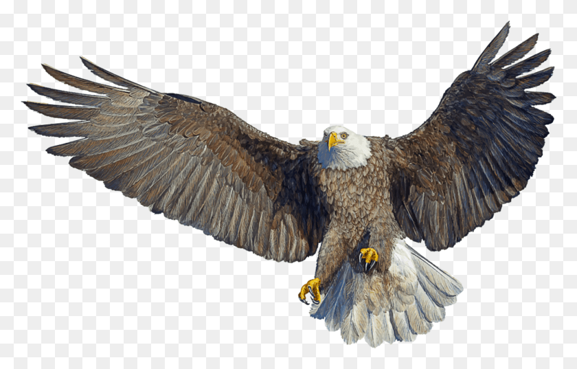 1600x979 Imagens Em Alta De Guias Bald Eagle Fondo Blanco, Bird, Animal, Eagle Hd Png