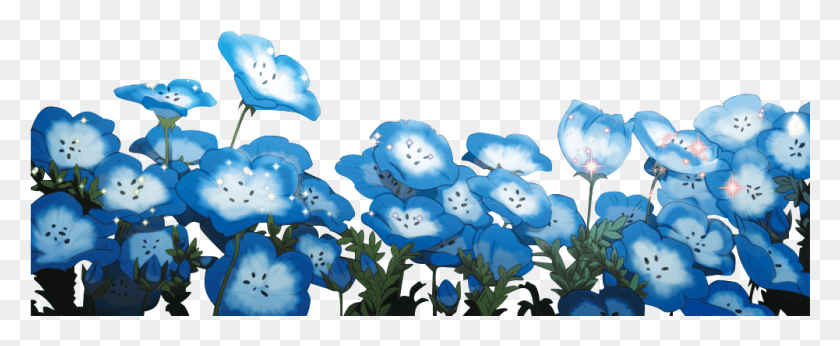 1001x368 Descargar Png / Flor De Ojo Azul Bebé, Geranio, Planta, Flor Hd Png