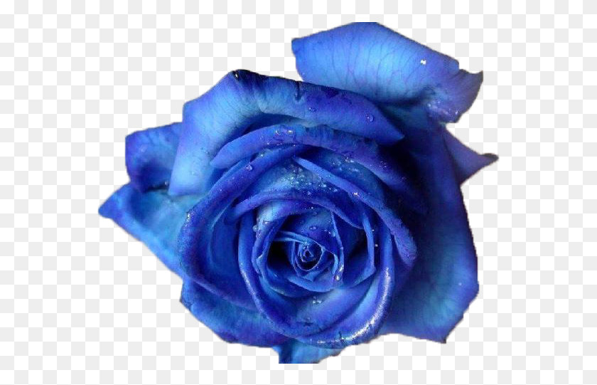 567x481 Images About Flower On We Heart It Blue Rose, Plant, Blossom, Petal HD PNG Download