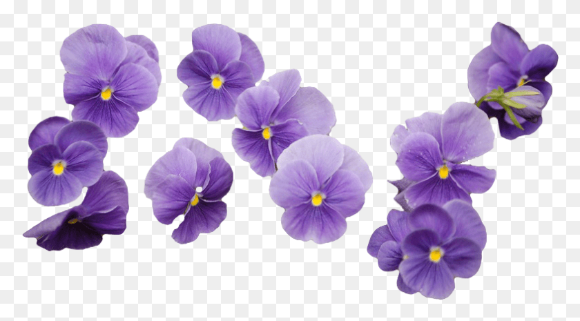 786x409 Images About Flower On We Heart It Purple Flower Bouquet, Plant, Blossom, Pansy HD PNG Download