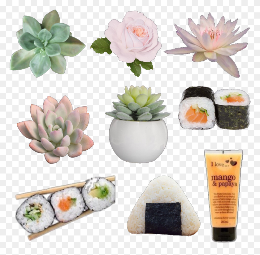 1263x1236 Images About Niche Memes On We Heart It White Mexican Rose, Food, Plant, Sushi HD PNG Download