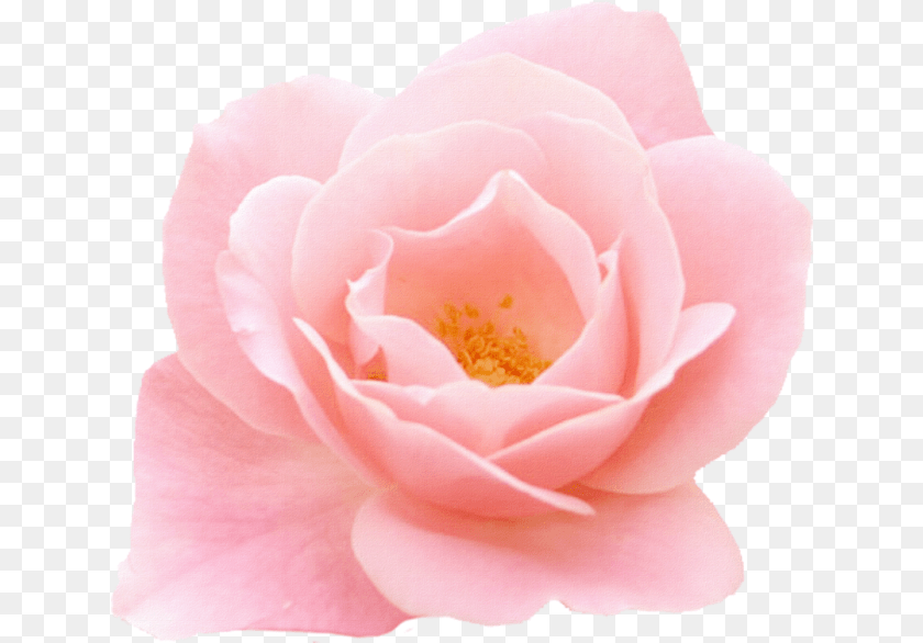 641x586 Images About On We Heart It Garden Roses, Flower, Petal, Plant, Rose Clipart PNG