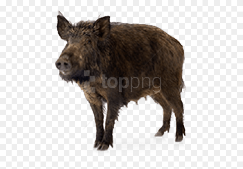 474x526 Images Background Toppng Transparent Boar, Hog, Pig, Mammal HD PNG Download
