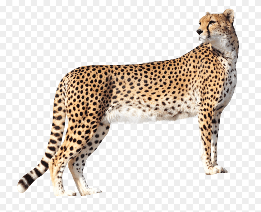 Images Cheetah Transparent, Animal, Mammal, Wildlife Sticker PNG