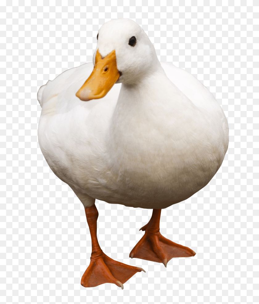1508x1770 Images Duck Transparent, Animal, Beak, Bird, Anseriformes Sticker PNG