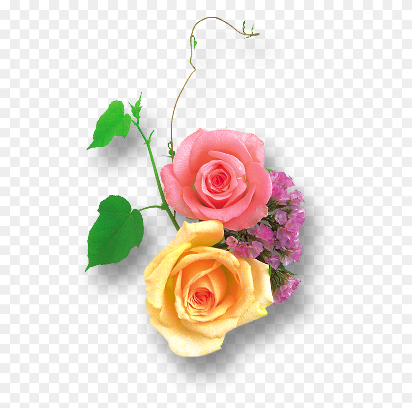 525x771 Png Розовые И Желтые Розы