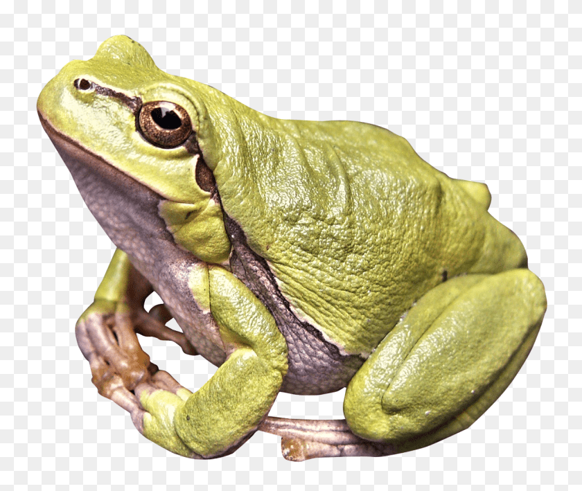 1250x1055 Images Frog Image, Amphibian, Wildlife, Animal, Lizard Sticker PNG