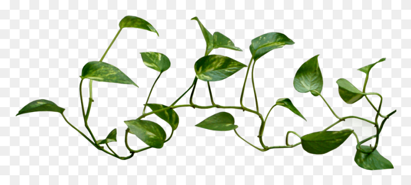 895x368 Зеленые Листья Tumblr Aesthetic, Лист, Растение, Acanthaceae Hd Png Скачать