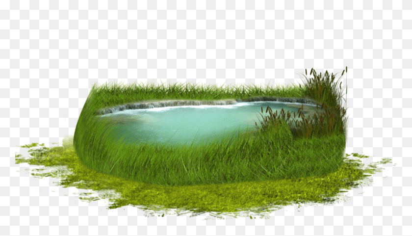 891x481 Images Hierbas En Lago, Plant, Grass, Water HD PNG Download