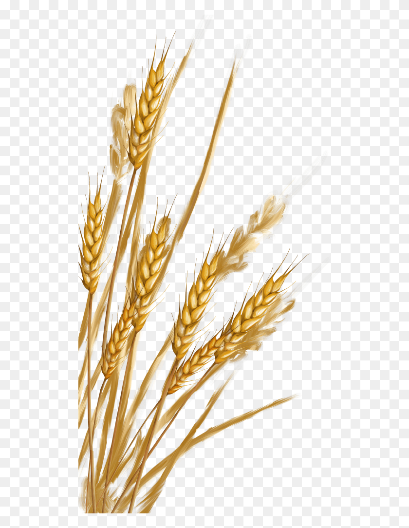 518x1024 Images In Collection, Plant, Grain, Produce HD PNG Download
