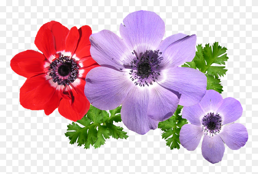 920x597 Images In Collection, Anemone, Flower, Plant HD PNG Download