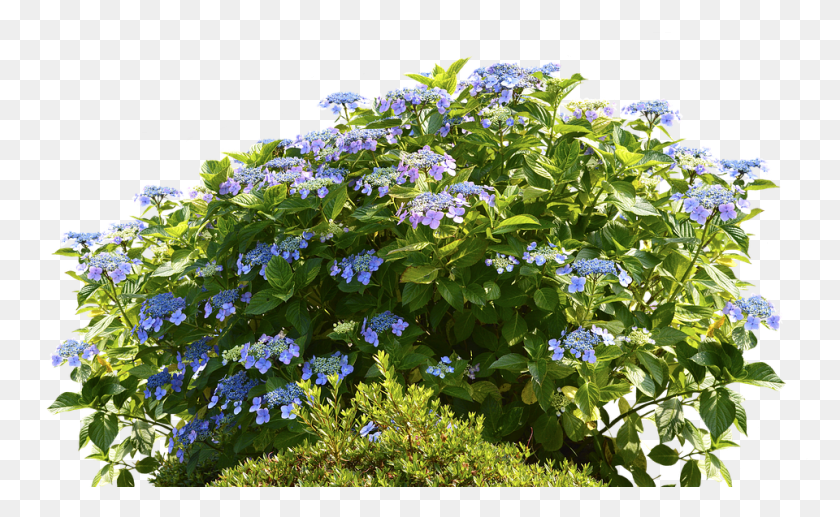 960x563 Images In Collection Blue Flowering Shrub, Plant, Flower, Blossom HD PNG Download
