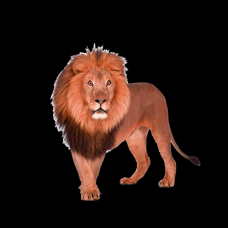 800x800 Descargar Png León León, La Vida Silvestre, Mamíferos, Animal Hd Png