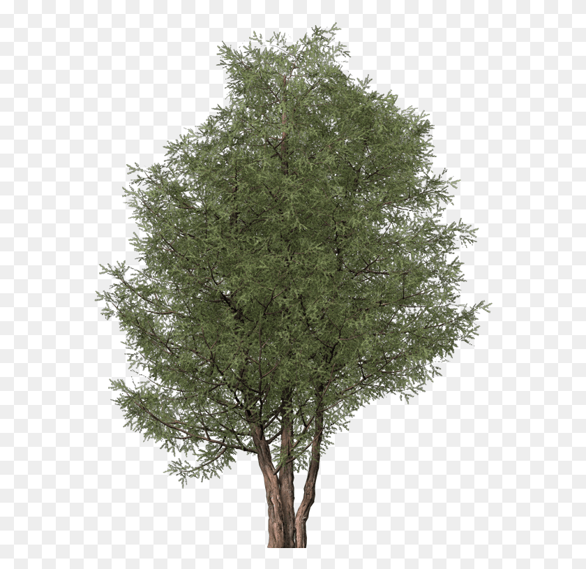 572x755 Images Mexican Pinyon, Tree, Plant, Conifer HD PNG Download