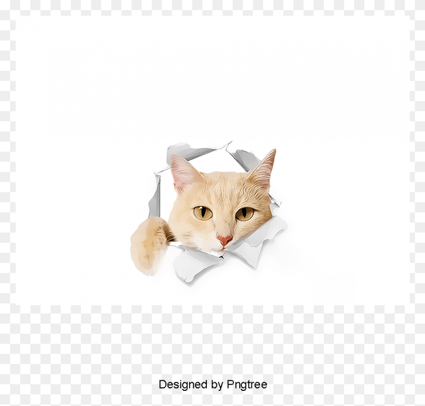 801x764 Descargar Png / Gato Png