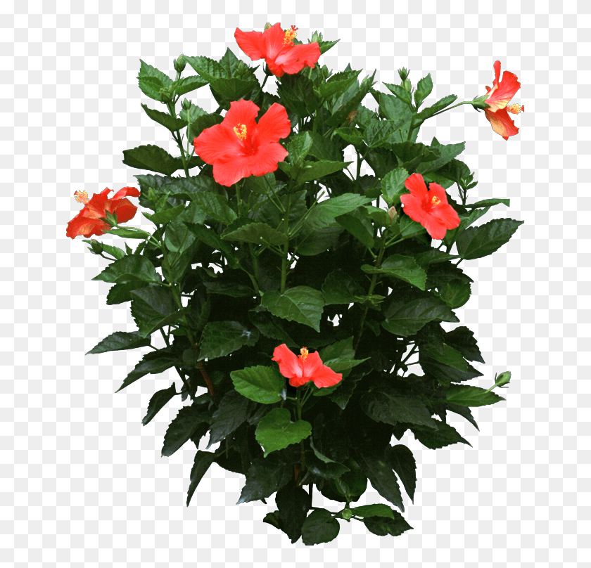 655x748 Images Of Hibiscus Flower, Plant, Geranium, Flower HD PNG Download