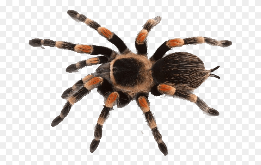 657x473 Images Of Spider, Tarantula, Insect, Invertebrate HD PNG Download