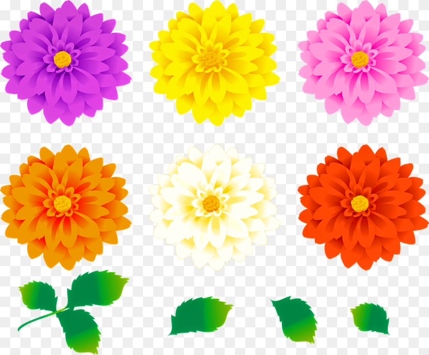 Imagini Cu Flori Colorate, Dahlia, Daisy, Flower, Plant Sticker PNG