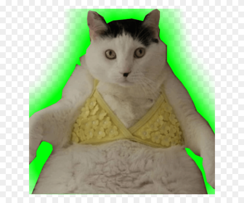 640x640 Imatrolu Cats In Clothes, Cat, Pet, Mammal HD PNG Download