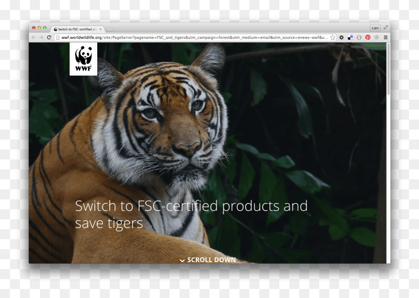 1409x973 Imfa Campaign For World Wildlife Fund Explains Why Fsc Campaign, Tiger, Mammal, Animal HD PNG Download