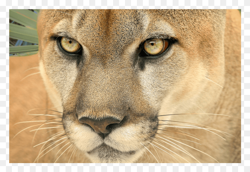 901x601 Img 0049 Panther Cougar, Wildlife, Mammal, Animal HD PNG Download