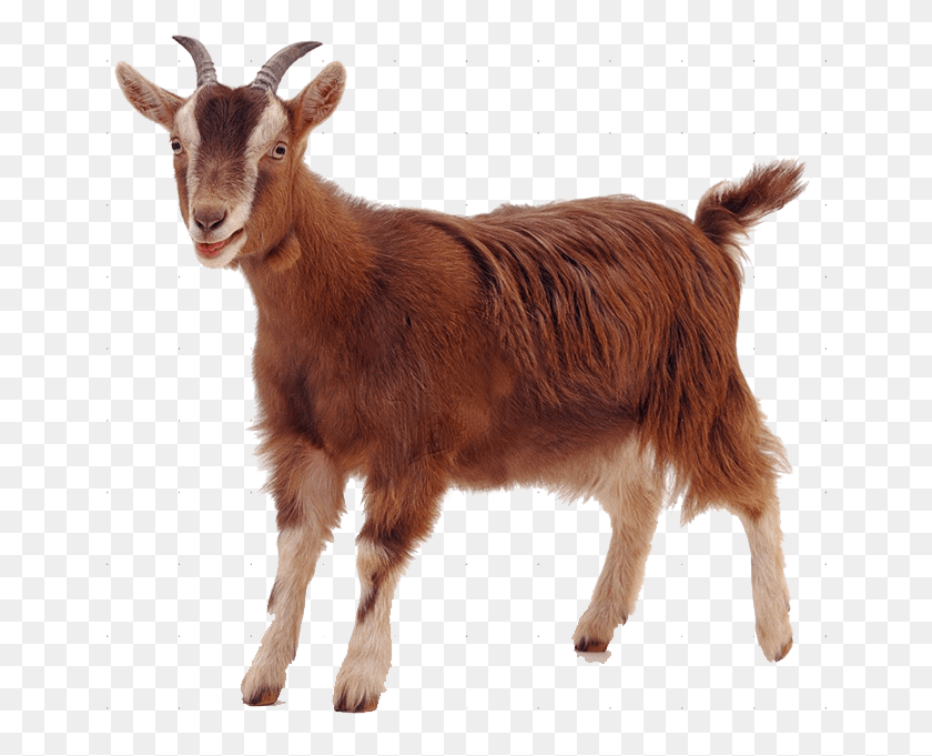 650x621 Img, Goat, Mammal, Animal HD PNG Download