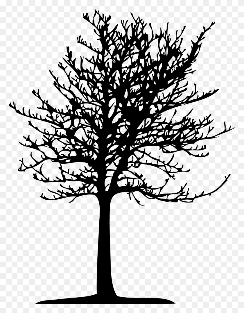 1145x1494 Img, Plant, Tree, Stencil HD PNG Download