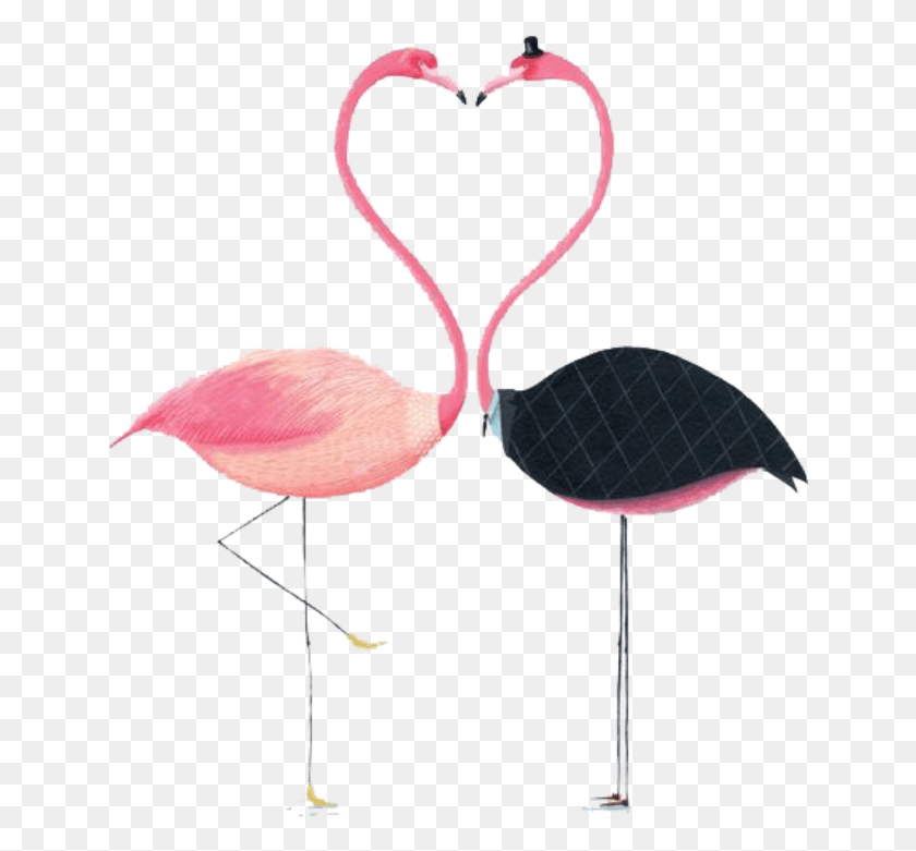 646x721 Img, Animal, Flamingo, Bird Descargar Hd Png