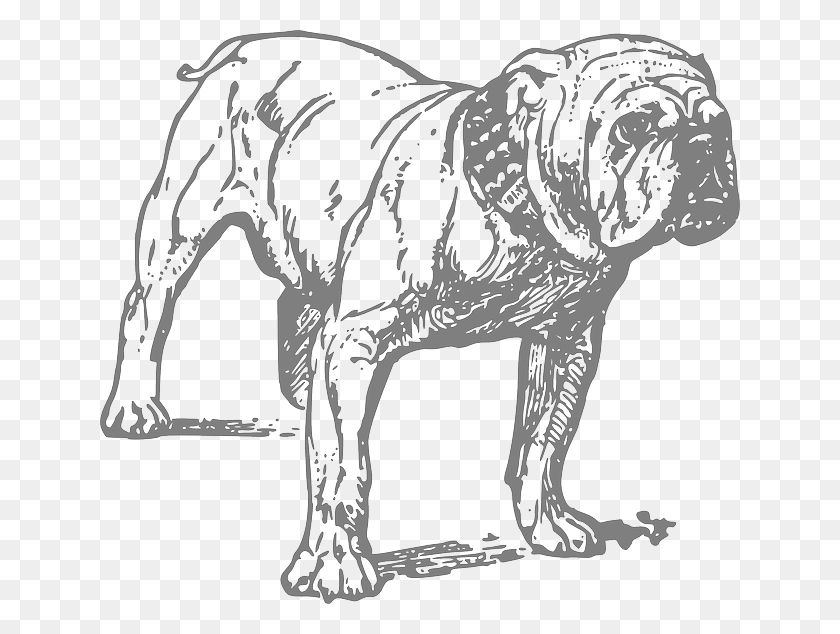 640x574 Descargar Png / Mamíferos, Animales, Perro Hd Png