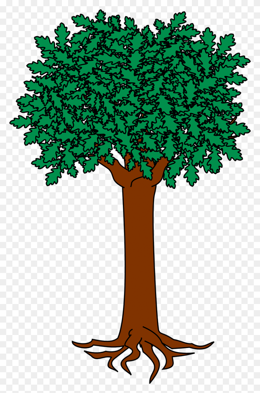 827x1280 Img, Tree, Plant, Leaf HD PNG Download