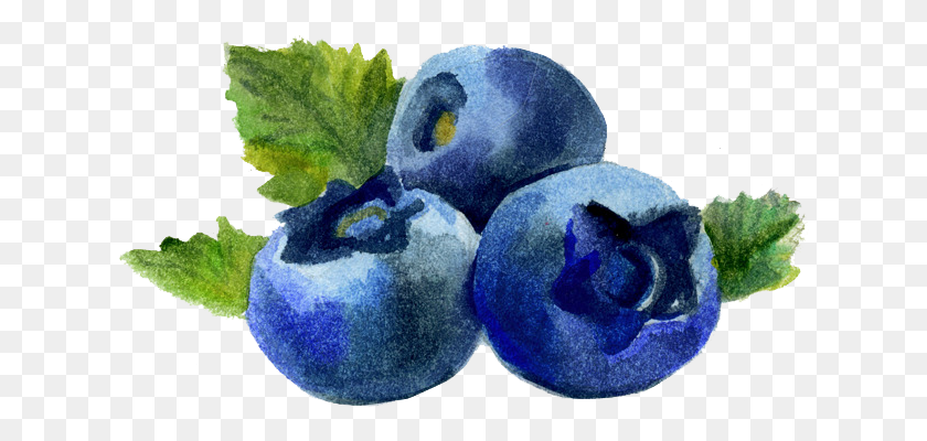 626x340 Img, Plant, Blueberry, Fruit HD PNG Download