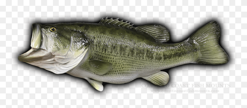 777x310 Imagen Png / Peces, Animales, Perca Hd Png