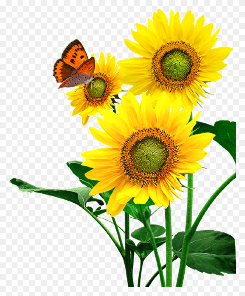 1260x1543 Imagen Png / Planta, Flor, Flor Hd Png