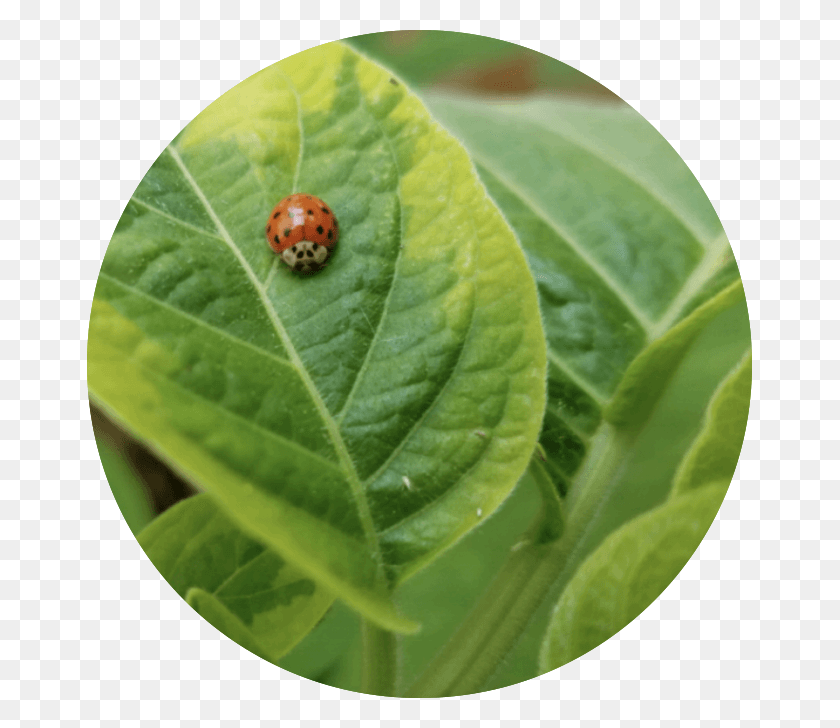 665x668 Descargar Png / Bichos Rojos, Hoja, Planta, Animal Hd Png