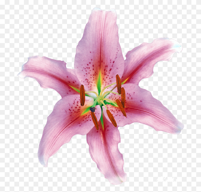 700x743 Img, Plant, Lily, Flower HD PNG Download