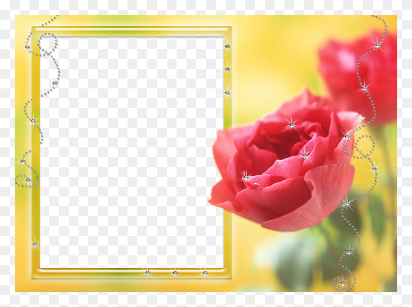 2150x1559 Img, Rose, Flower, Plant HD PNG Download