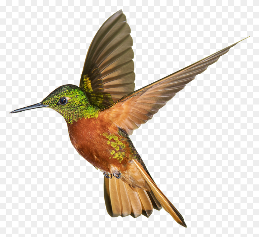 831x758 Img01 Ruby Throated Hummingbird, Bird, Animal, Bee Eater HD PNG Download