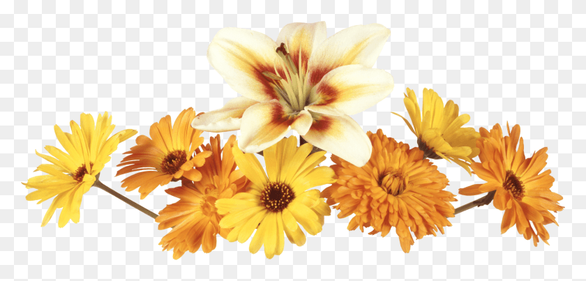 1600x705 Png Желтые Цветы, Цветы, Лепестки Png Скачать