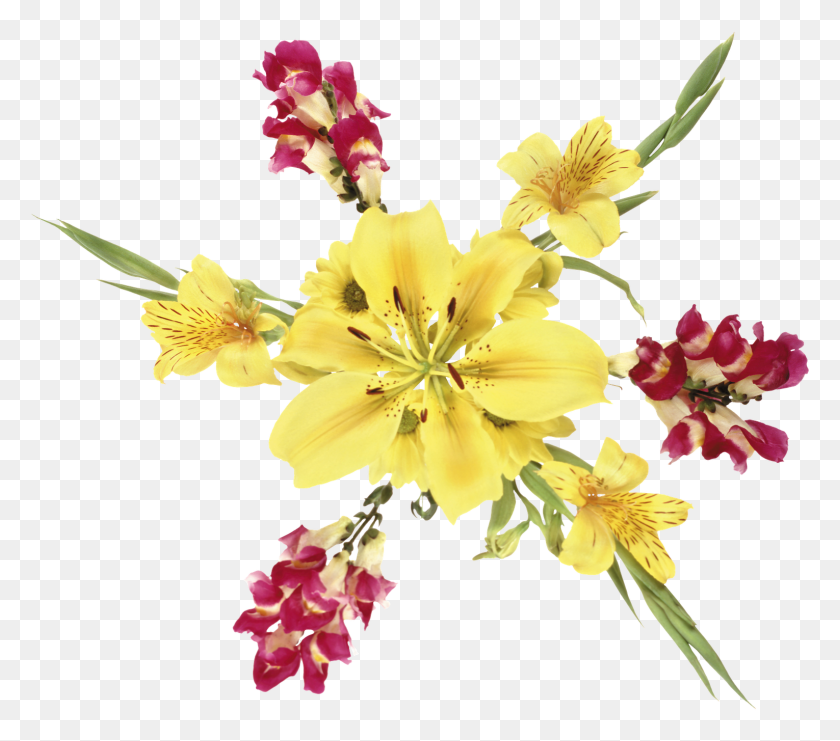 1530x1337 Цветок Лилии, Цветы, Цветы Png Скачать