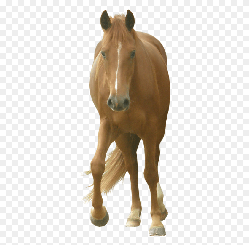313x767 Png Изображение - Лошадь, Млекопитающее, Животное Png.