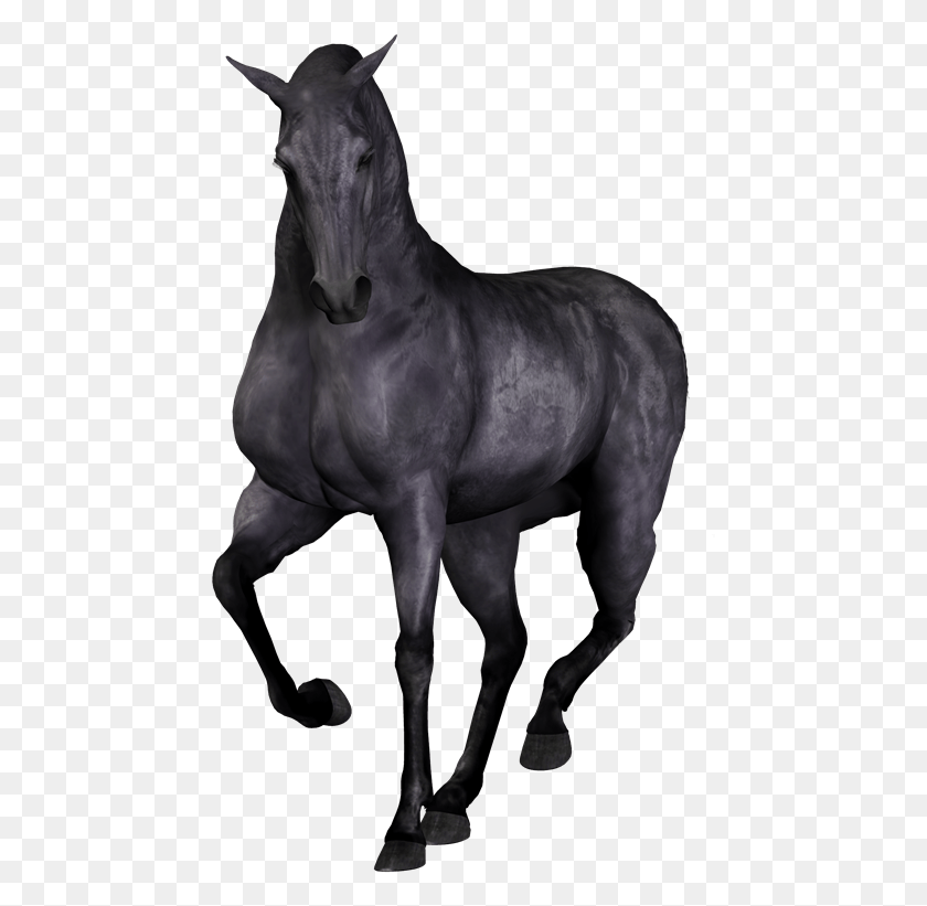 457x761 Png Изображения Для Фотошопа, Андалузская Лошадь, Лошадь, Млекопитающее Png Скачать