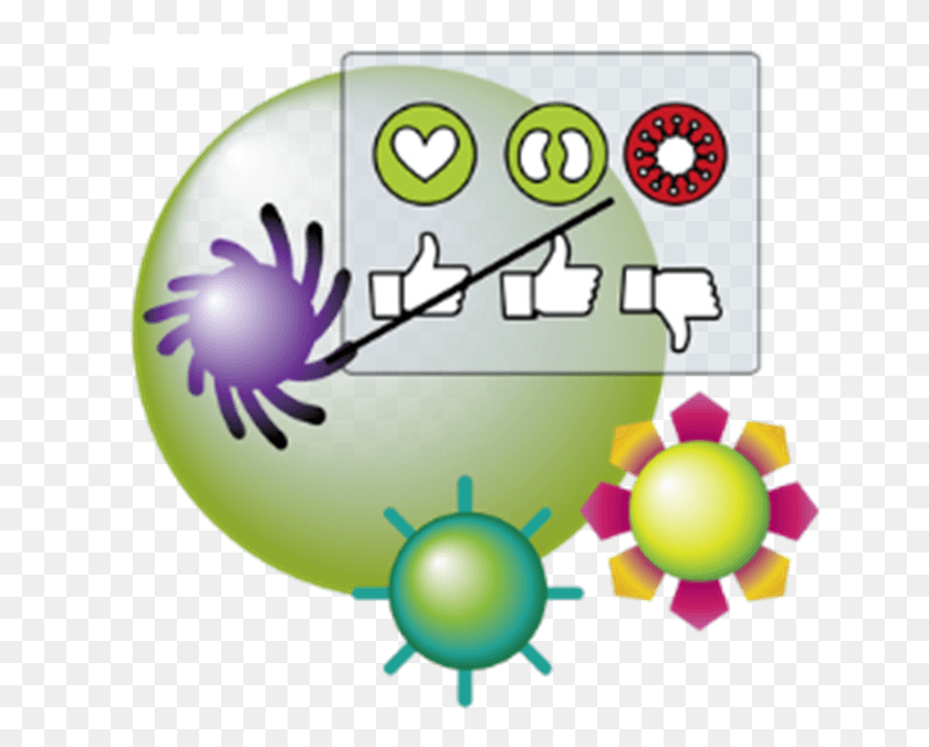 644x616 Immune System Learning Comment Le Vih Affaiblit Il Le Systme Immunitaire, Balloon, Ball, Sphere HD PNG Download