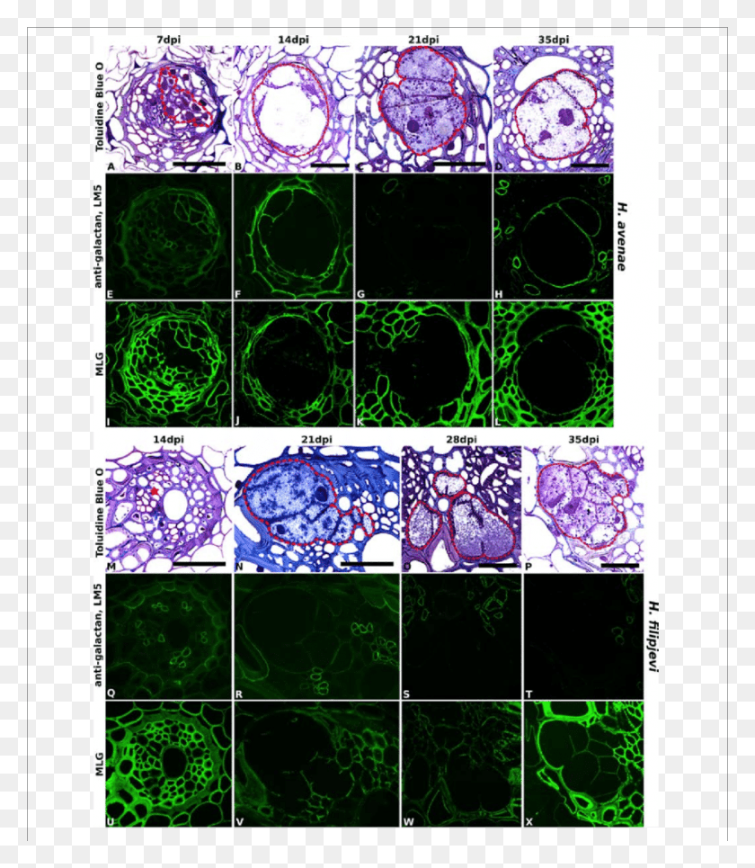 850x987 Descargar Png / Imagen De Inmunofluorescencia De Galactanos Y Mlg En Círculo, Gráficos, Collage Hd Png