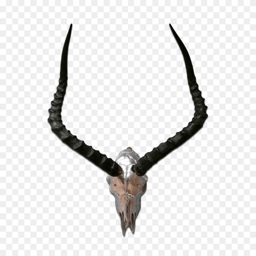 Impala Skull, Animal, Antelope, Mammal, Wildlife PNG