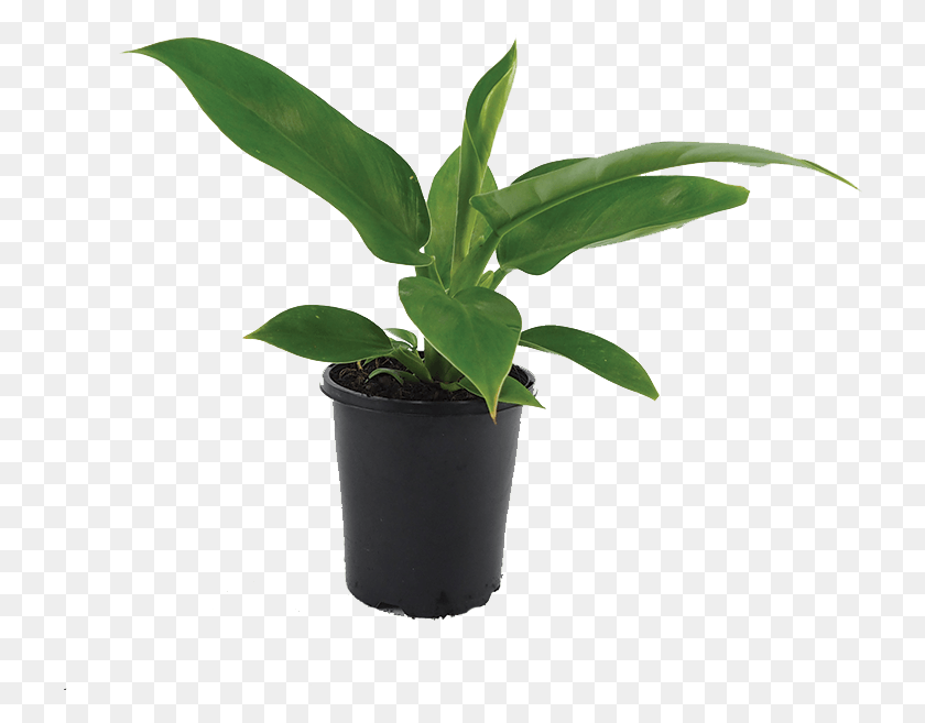 726x597 Imperial Green Indoor Plants Transparent Background Houseplant, Plant, Leaf, Aloe HD PNG Download