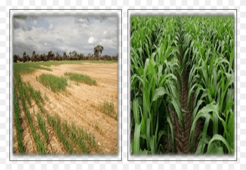 814x544 Importance Of Including Water Test In The Shc Salt Cash Crop, Field, Agriculture, Countryside HD PNG Download