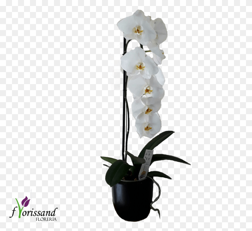 1025x932 Орхидея Каскада Impresionante Orquidea Cascada Цветок, Растение, Икебана Hd Png Скачать