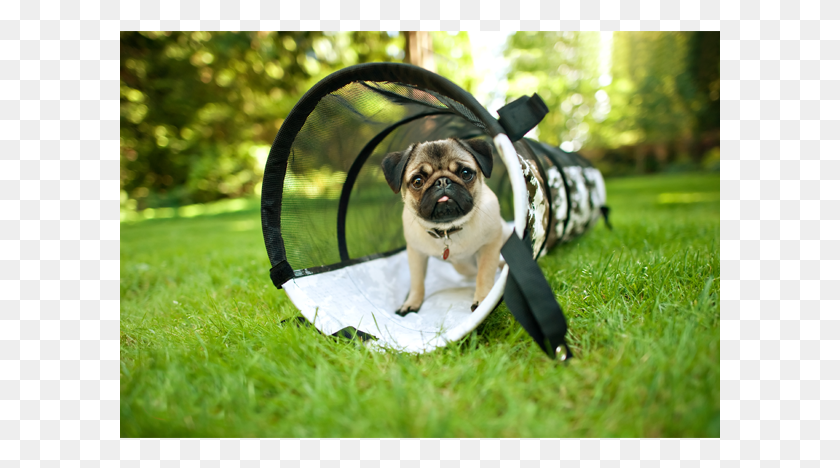 601x408 Descargar Png Mejore La Agilidad De Su Perro Con Este Túnel De Juego Para Perros Túnel De Perro, Pug, Mascota, Canino Hd Png